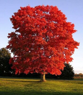 Red Sunset Maple - image 2