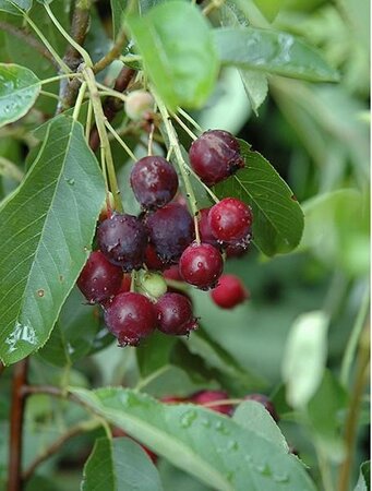 Regent Saskatoon Berry - image 2