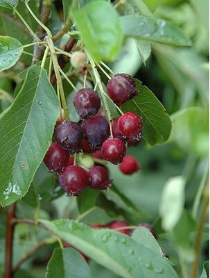 Regent Saskatoon Berry - image 2