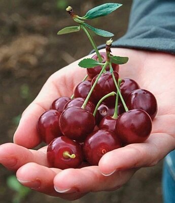 Romeo Dwarf Hardy Edible Cherry - image 2