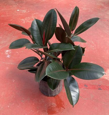 Rubber Tree Burgandy