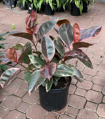 Rubber Plant Ruby