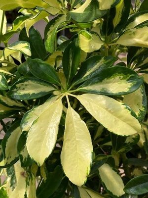 Schefflera Gold Capella Braid - image 2