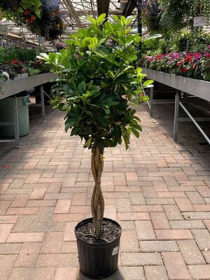 Schefflera Gold Capella Braid - image 1