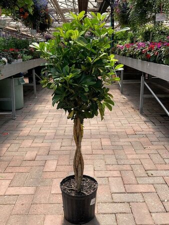 Schefflera Gold Capella Braid - image 1