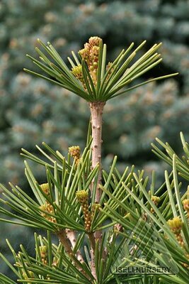 JAPANESE UMBRELLA PINE - image 1