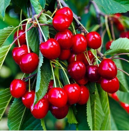 Sweetheart Cherry Tree - image 2