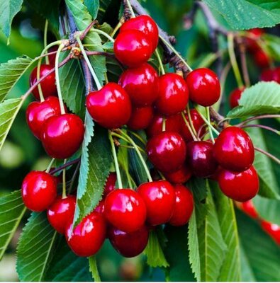 Sweetheart Cherry Tree - image 2
