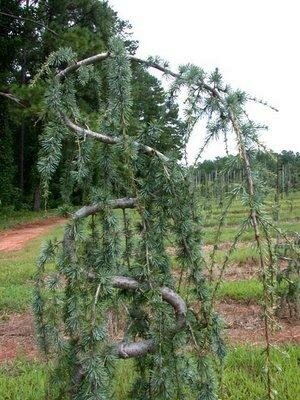 Serpentine Weeping Atlantic Cedar