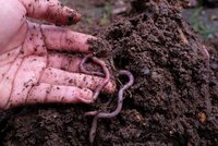 Soils, Rocks and Fertilizers