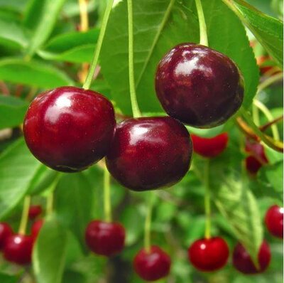 Stella Cherry Tree - image 2