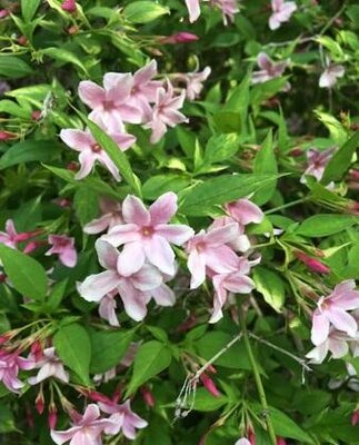 Stephanense Hardy Pink Summer Jasmine - image 3