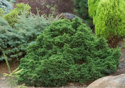 Tansu Dwarf Japanese Cedar - image 2