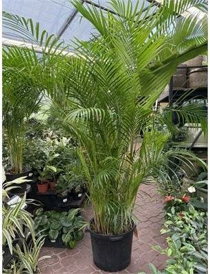 Areca Palm