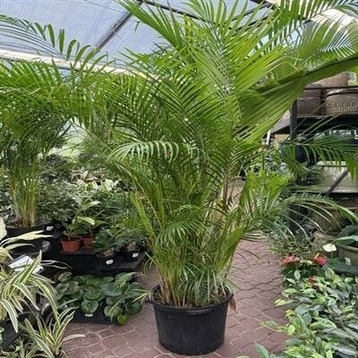 Areca Palm