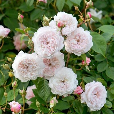 The Albrighton Rambler David Austin Rose