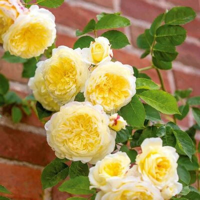 The Pilgrim David Austin Rose
