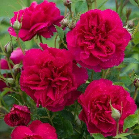 Thomas A Becket David Austin Rose