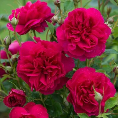Thomas A Becket David Austin Rose