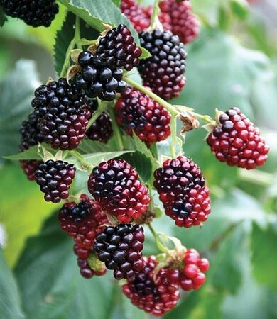 Thornless Boysenberry - image 2