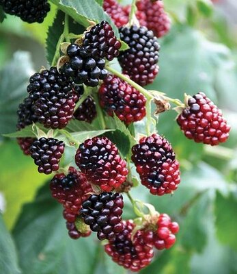 Thornless Boysenberry - image 2