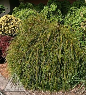 Whipcord Cedar Tree Form - image 1