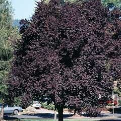 Thundercloud Flowering Plum - image 1