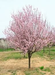Thundercloud Flowering Plum - image 2