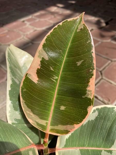 Rubber Plant Tineke - image 3