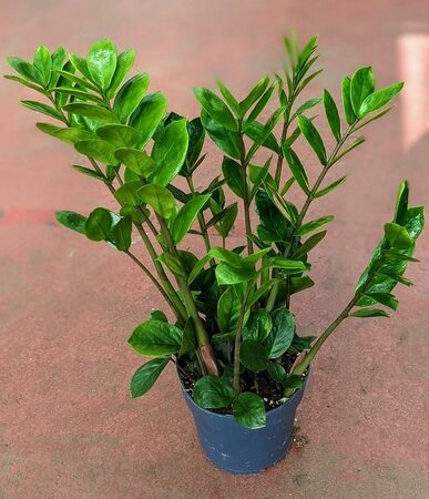 ZZ Plant - image 2