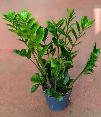 ZZ Plant - image 2