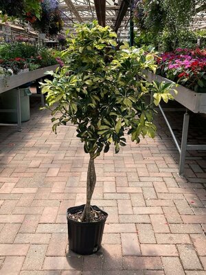 Schefflera Trinette Braid - image 1