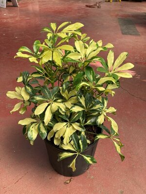 Schefflera Trinette Bush - image 1