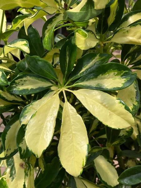 Schefflera Trinette Braid - image 2