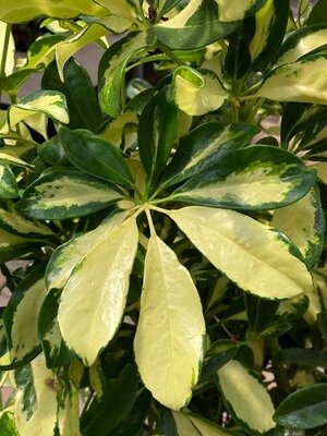 Schefflera Trinette Braid - image 2
