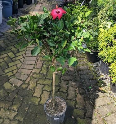 Tropical Hibiscus Standard - image 2