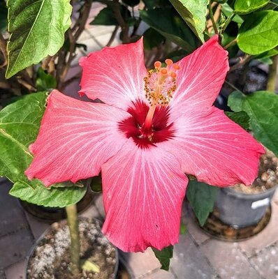 Tropical Hibiscus Standard - image 3