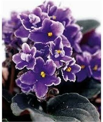 African Violet