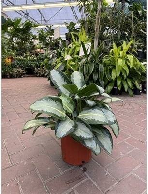 Chinese Evergreen Diamond Bay Sale