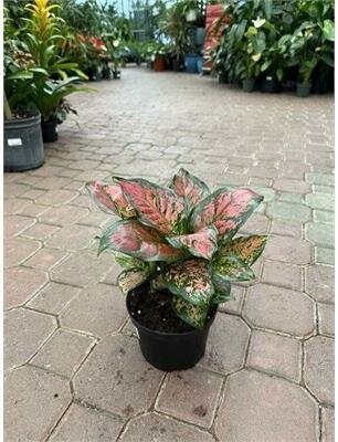 Chinese Evergreen Very Red