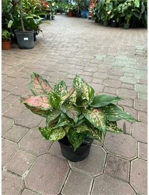 Chinese Evergreen Wishes
