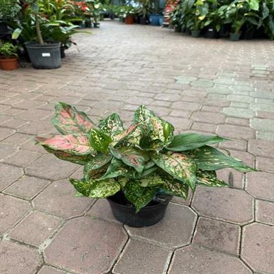 Chinese Evergreen Wishes