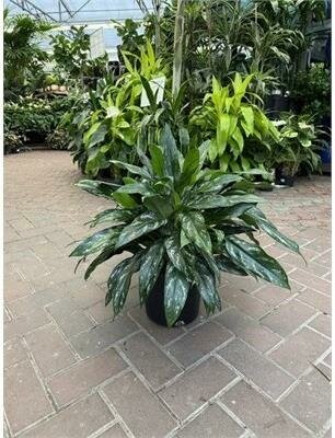 Chinese Evergreen Shades