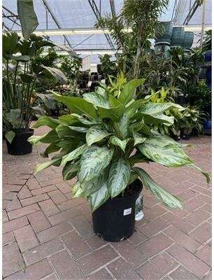 Chinese Evergreen Silver Bay