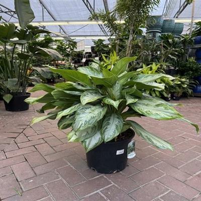 Chinese Evergreen Silver Bay