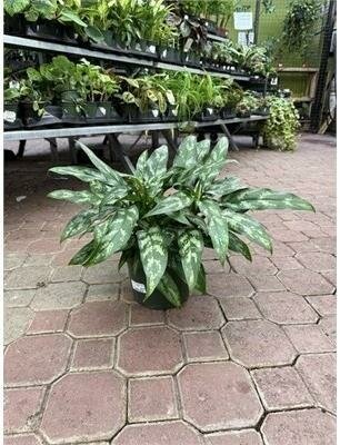 Chinese Evergreen Super Maria