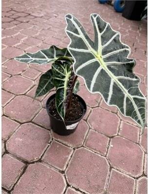 Alocasia African Mask