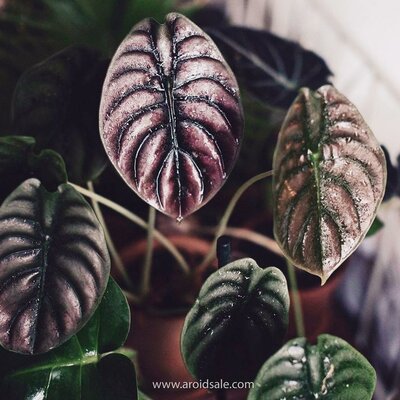 Alocasia Cuprea