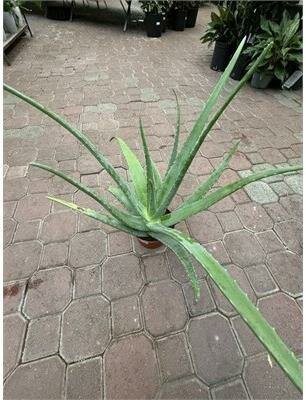 Aloe Vera - image 1