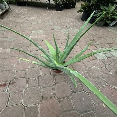 Aloe Vera